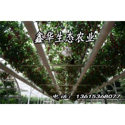 【壽光】農(nóng)業(yè)景觀@景觀溫室@蔬菜造型@菜博會設(shè)計@無土栽培