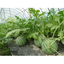 蔬菜大棚膜——要買優(yōu)質(zhì)的西瓜專用膜，意利塑料是不二選擇