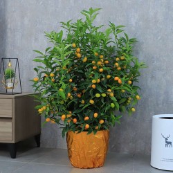 武漢植物租賃公司苗木服務(wù)，武漢家庭植物租擺公司綠植銷售