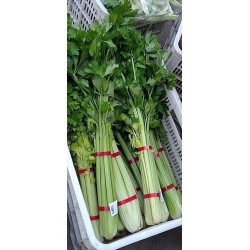蔬菜捆扎機，小型扎把機，蒜苔捆扎，蒜苔束帶，昆勁小型捆扎機