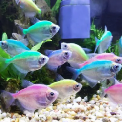 印度尼西亞觀賞魚進口報關清關代理資質(zhì)公司—博雋進口