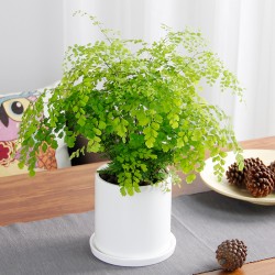 武漢商場(chǎng)綠植工廠盆栽價(jià)格，武漢寫字樓綠化戶外綠化辦公室盆栽